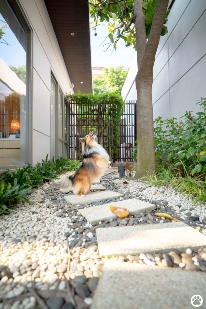 Avani+ Hua Hin สุนัขพักได้ กับ 16 ข้อดี Pet Friendly ดีที่สุดแห่งหนึ่งในไทย (รีสอร์ท 5 ดาว) 27