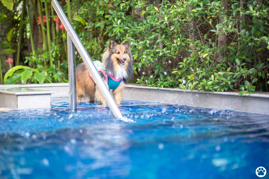 Dog Friendly Hotel in Thailand