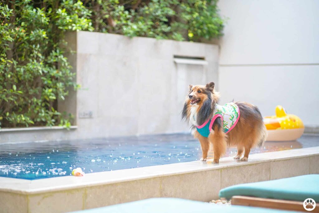 Avani+ Hua Hin สุนัขพักได้ กับ 16 ข้อดี Pet Friendly ดีที่สุดแห่งหนึ่งในไทย (รีสอร์ท 5 ดาว) 73