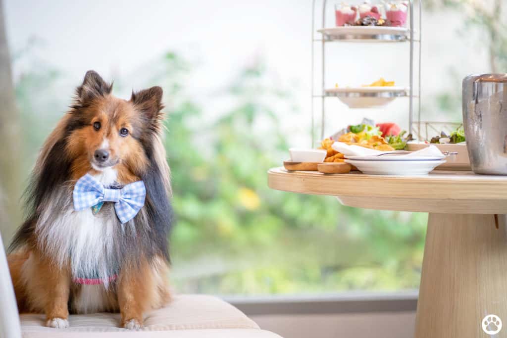 Avani+ Hua Hin สุนัขพักได้ กับ 16 ข้อดี Pet Friendly ดีที่สุดแห่งหนึ่งในไทย (รีสอร์ท 5 ดาว) 60 Avani+ Hua Hin สุนัขพักได้ กับ 16 ข้อดี Pet Friendly ดีที่สุดแห่งหนึ่งในไทย (รีสอร์ท 5 ดาว) 60