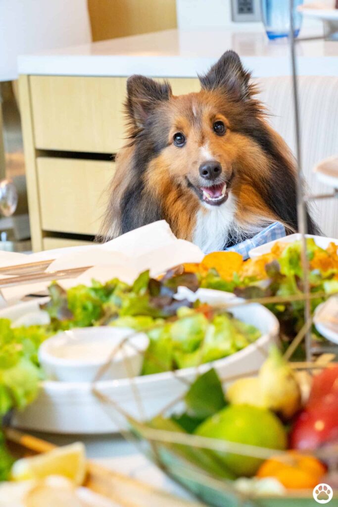 Avani+ Hua Hin สุนัขพักได้ กับ 16 ข้อดี Pet Friendly ดีที่สุดแห่งหนึ่งในไทย (รีสอร์ท 5 ดาว) 56 Avani+ Hua Hin สุนัขพักได้ กับ 16 ข้อดี Pet Friendly ดีที่สุดแห่งหนึ่งในไทย (รีสอร์ท 5 ดาว) 56
