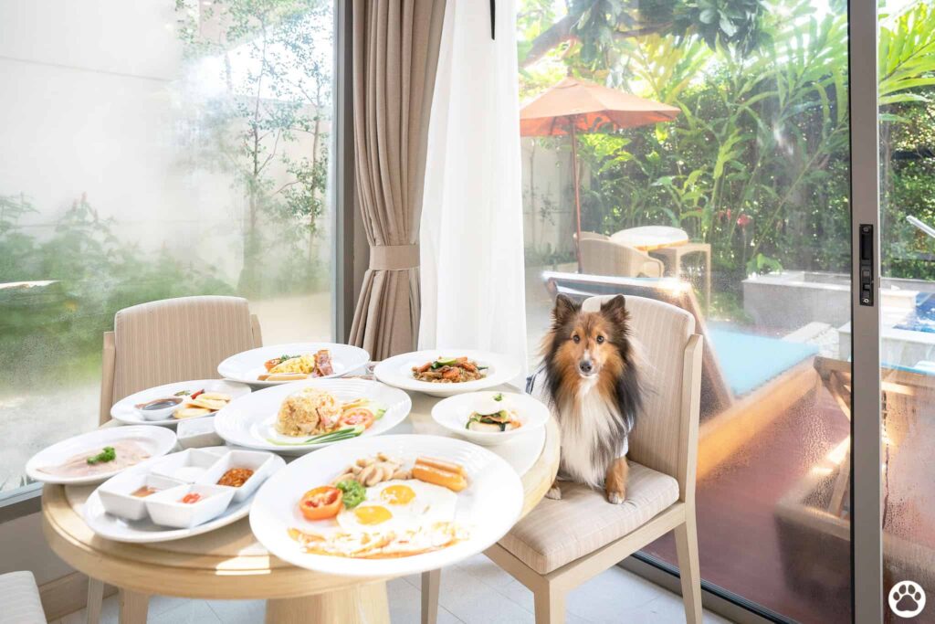 Avani+ Hua Hin สุนัขพักได้ กับ 16 ข้อดี Pet Friendly ดีที่สุดแห่งหนึ่งในไทย (รีสอร์ท 5 ดาว) 61
