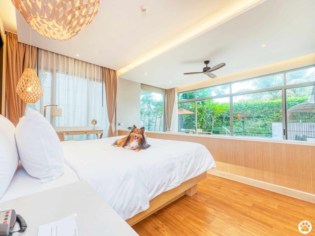 Avani+ Hua Hin สุนัขพักได้ กับ 16 ข้อดี Pet Friendly ดีที่สุดแห่งหนึ่งในไทย (รีสอร์ท 5 ดาว) 8