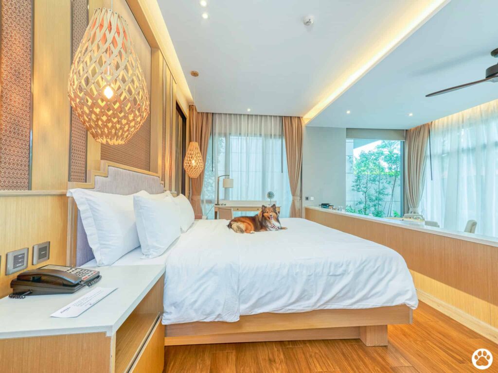 Avani+ Hua Hin สุนัขพักได้ กับ 16 ข้อดี Pet Friendly ดีที่สุดแห่งหนึ่งในไทย (รีสอร์ท 5 ดาว) 79