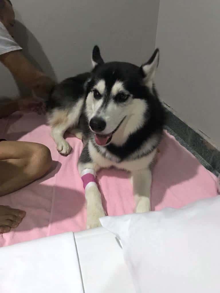 รีวิวทำหมันสุนัข ไซบีเรียน ฮัสกี้ ที่โรงพยาบาลสัตว์ทองหล่อ พระราม 9 เจ้าของนอนเฝ้าด้วยได้ 6