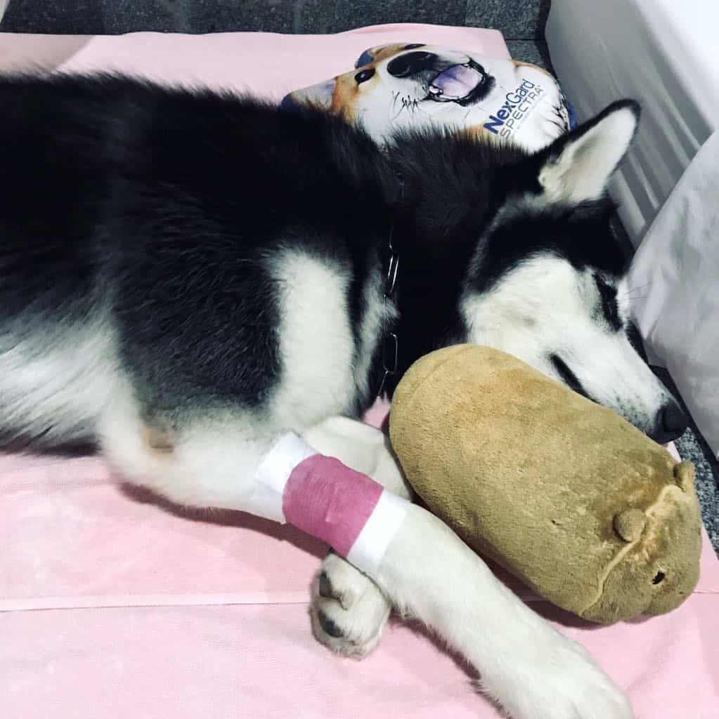 รีวิวทำหมันสุนัข ไซบีเรียน ฮัสกี้ ที่โรงพยาบาลสัตว์ทองหล่อ พระราม 9 เจ้าของนอนเฝ้าด้วยได้ 7