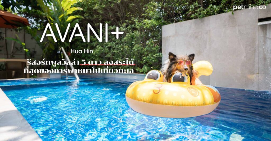 18 ไอเดีย Pet-First Design เมื่อเขาเป็นคนในครอบครัวมากกว่าสัตว์เลี้ยง การออกแบบจึงไม่หยุดแค่ Pet-Friendly 4 18 ไอเดีย Pet-First Design เมื่อเขาเป็นคนในครอบครัวมากกว่าสัตว์เลี้ยง การออกแบบจึงไม่หยุดแค่ Pet-Friendly 4