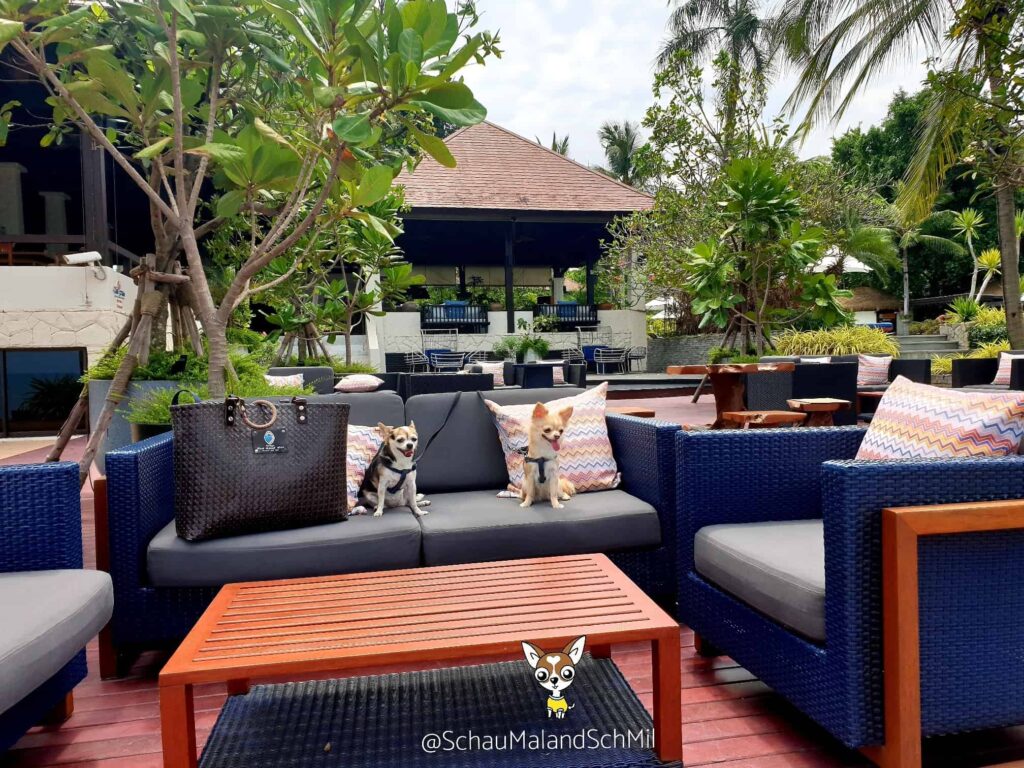 Sea Sand Sun รีสอร์ทติดทะเลสัตหีบ สุนัขพักได้ ห้องกว้าง พื้นที่สีเขียวเยอะ อาหารอร่อย 18 Sea Sand Sun รีสอร์ทติดทะเลสัตหีบ สุนัขพักได้ ห้องกว้าง พื้นที่สีเขียวเยอะ อาหารอร่อย 18