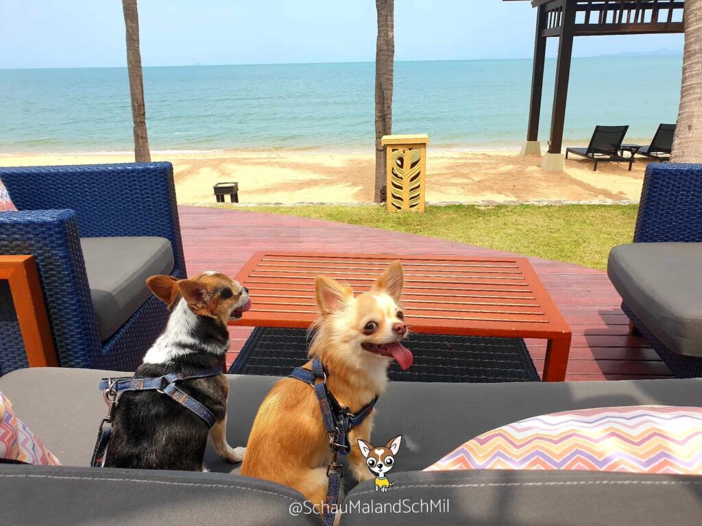 Sea Sand Sun รีสอร์ทติดทะเลสัตหีบ สุนัขพักได้ ห้องกว้าง พื้นที่สีเขียวเยอะ อาหารอร่อย 19