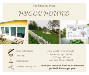 Hygge Hound 12