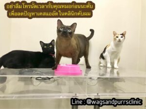 น้องหมาน้องแมวคลินิก Wags and Purrs Veterinary Clinic 5