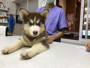 น้องหมาน้องแมวคลินิก Wags and Purrs Veterinary Clinic 2