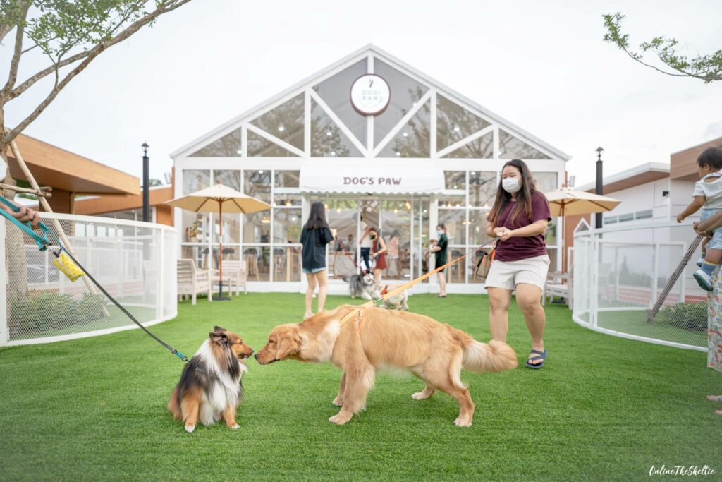 DOGs PAW คอมมูนิตี้หมาแห่งใหม่ที่ดีงาม 12 เหตุผลที่อยากแนะนำให้ทุกท่านมาดูงาน! 15 DOGs PAW คอมมูนิตี้หมาแห่งใหม่ที่ดีงาม 12 เหตุผลที่อยากแนะนำให้ทุกท่านมาดูงาน! 15