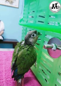 โรงพยาบาลสัตว์เมืองทอง Muangthong Pet Hospital 9