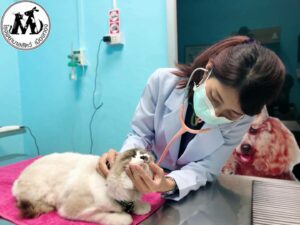 โรงพยาบาลสัตว์เมืองทอง Muangthong Pet Hospital 8