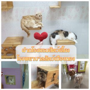 โรงพยาบาลสัตว์เมืองทอง Muangthong Pet Hospital 6