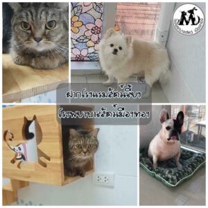 โรงพยาบาลสัตว์เมืองทอง Muangthong Pet Hospital 5