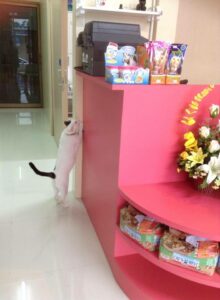 Pretty Pet Clinic พริตตี้ เพท คลินิก 2