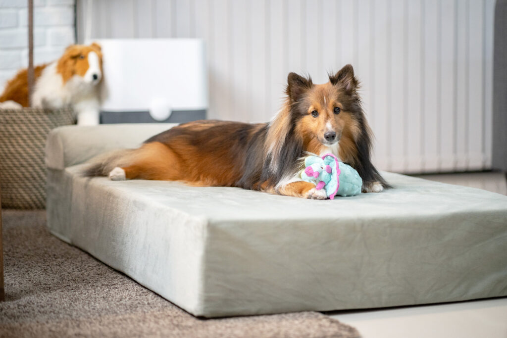 รีวิว Binky Barker ที่นอนเมมโมรี่โฟม เพื่อสุขภาพสุนัข ถนอมข้อต่อและสะโพกน้องหมา 6