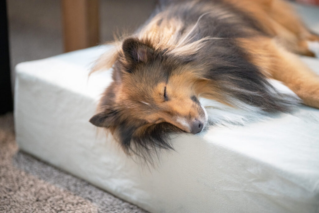 รีวิว Binky Barker ที่นอนเมมโมรี่โฟม เพื่อสุขภาพสุนัข ถนอมข้อต่อและสะโพกน้องหมา 13