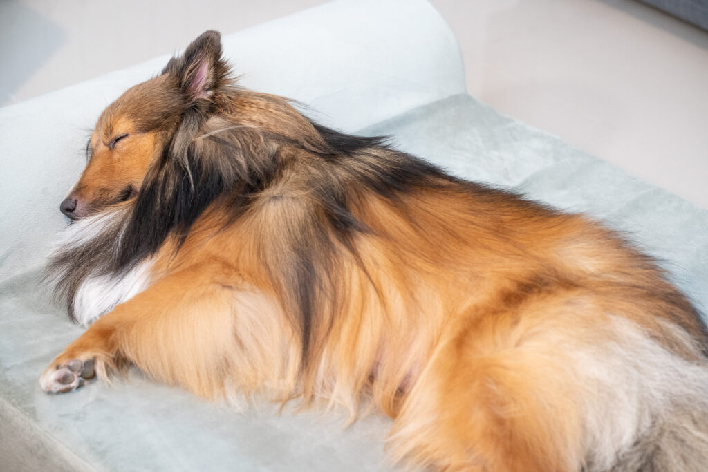 รีวิว Binky Barker ที่นอนเมมโมรี่โฟม เพื่อสุขภาพสุนัข ถนอมข้อต่อและสะโพกน้องหมา 4