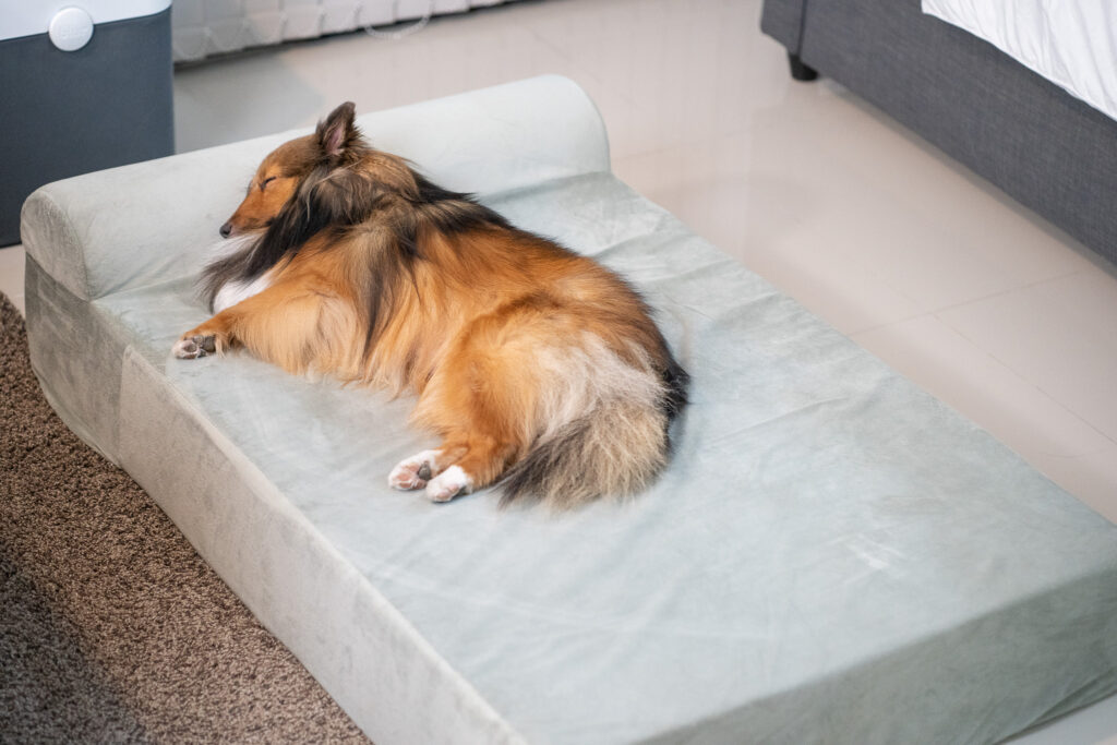 รีวิว Binky Barker ที่นอนเมมโมรี่โฟม เพื่อสุขภาพสุนัข ถนอมข้อต่อและสะโพกน้องหมา 16