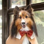 Online The Sheltie