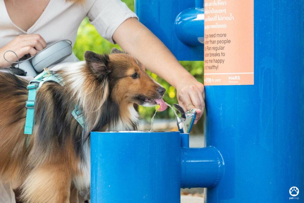 10 ข้อดีของ BMA DOG PARK สวนวัชราภิรมย์ สวนหมาเข้าฟรี ดีเรายกให้ดีที่สุดของกทม. ปี 2022 29 10 ข้อดีของ BMA DOG PARK สวนวัชราภิรมย์ สวนหมาเข้าฟรี ดีเรายกให้ดีที่สุดของกทม. ปี 2022 24