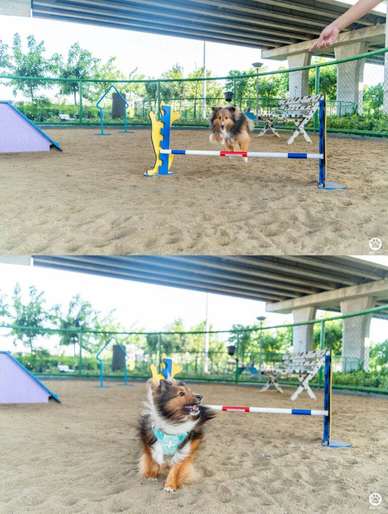 10 ข้อดีของ BMA DOG PARK สวนวัชราภิรมย์ สวนหมาเข้าฟรี ดีเรายกให้ดีที่สุดของกทม. ปี 2022 184