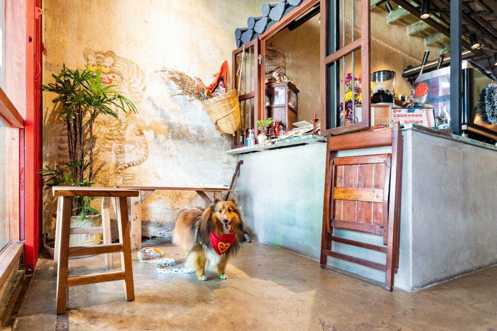 Dog Friendly Cafe in Bangkok and all over Thailand, there are a lot more numbers nowadays.