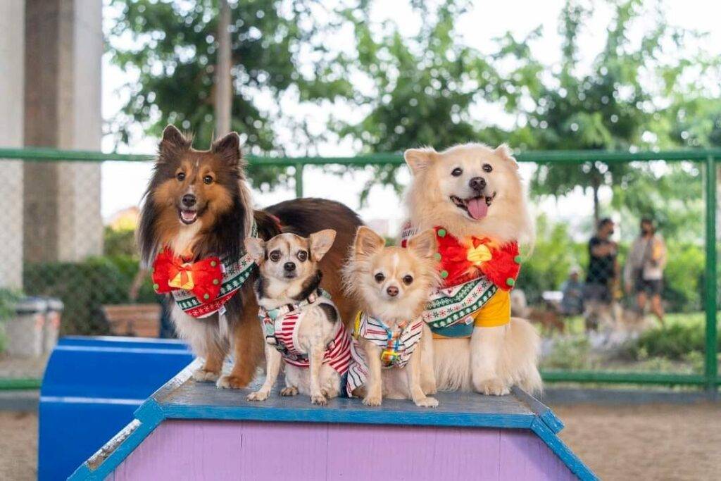 10 ข้อดีของ BMA DOG PARK สวนวัชราภิรมย์ สวนหมาเข้าฟรี ดีเรายกให้ดีที่สุดของกทม. ปี 2022 52 10 ข้อดีของ BMA DOG PARK สวนวัชราภิรมย์ สวนหมาเข้าฟรี ดีเรายกให้ดีที่สุดของกทม. ปี 2022 45