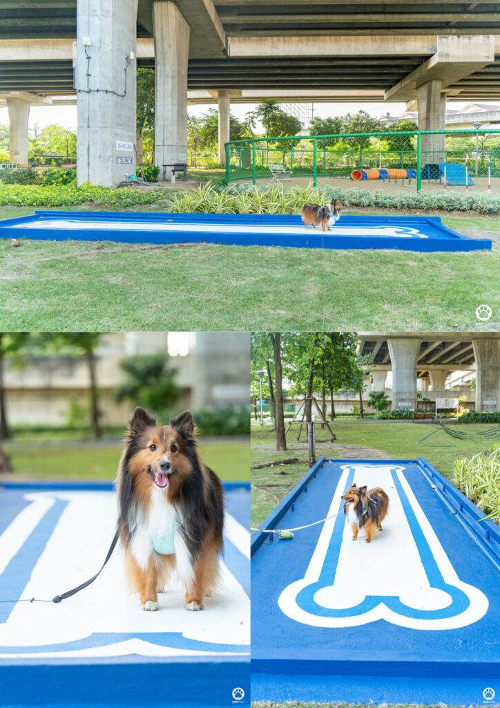 10 ข้อดีของ BMA DOG PARK สวนวัชราภิรมย์ สวนหมาเข้าฟรี ดีเรายกให้ดีที่สุดของกทม. ปี 2022 31