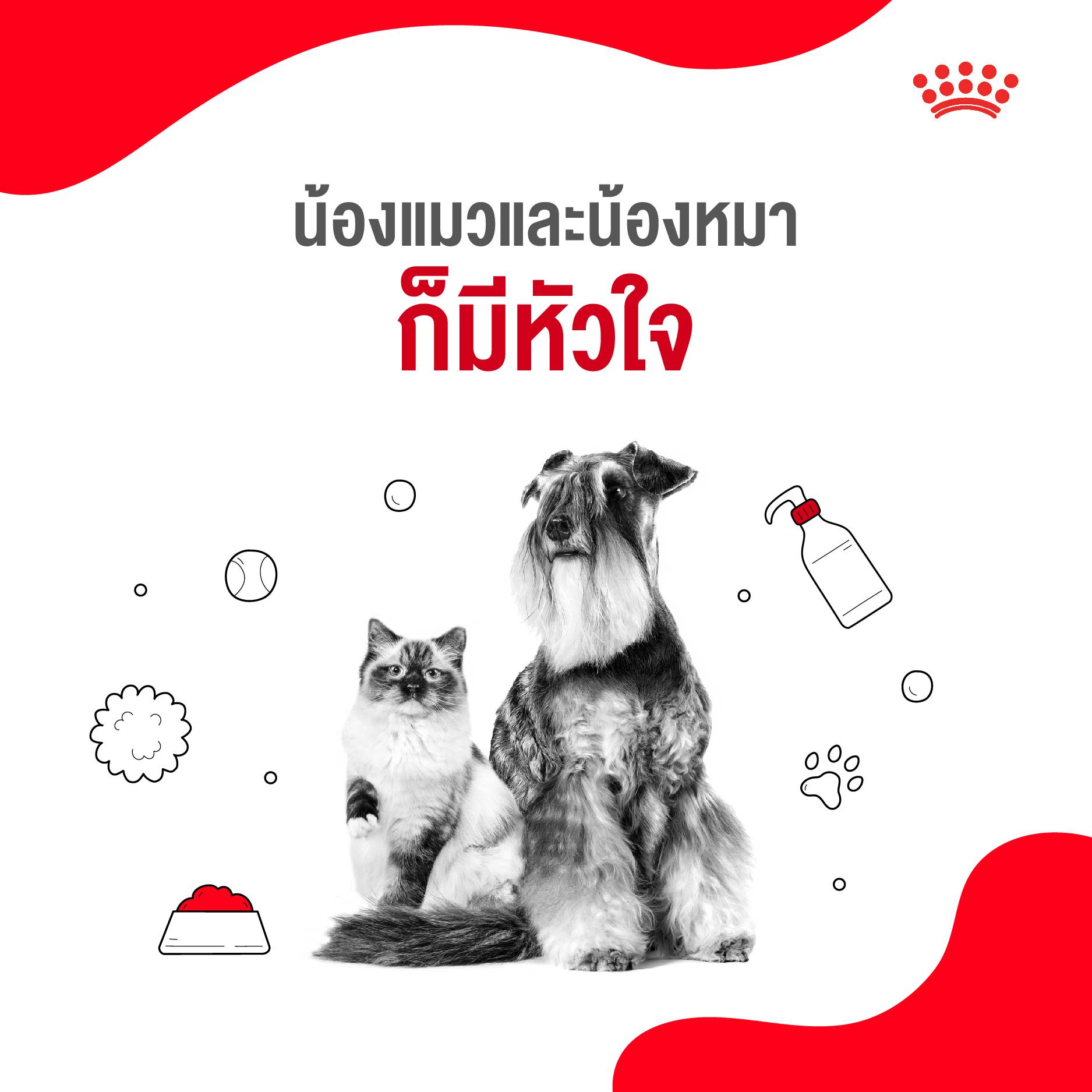 5 เหตุผลที่เราควรดูแลน้องแมวและน้องหมาเหมือนสมาชิกในครอบครัว 1 5 เหตุผลที่เราควรดูแลน้องแมวและน้องหมาเหมือนสมาชิกในครอบครัว 1