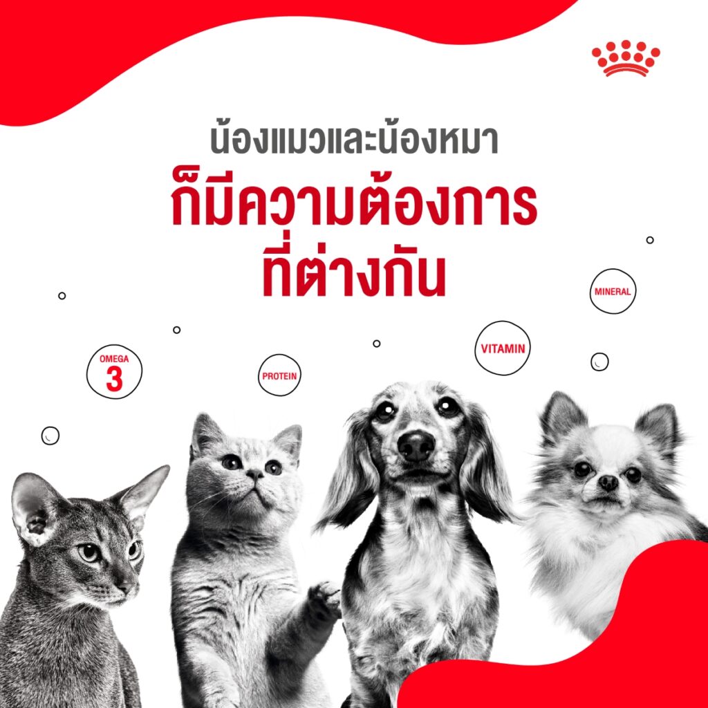 5 เหตุผลที่เราควรดูแลน้องแมวและน้องหมาเหมือนสมาชิกในครอบครัว 2 5 เหตุผลที่เราควรดูแลน้องแมวและน้องหมาเหมือนสมาชิกในครอบครัว 2