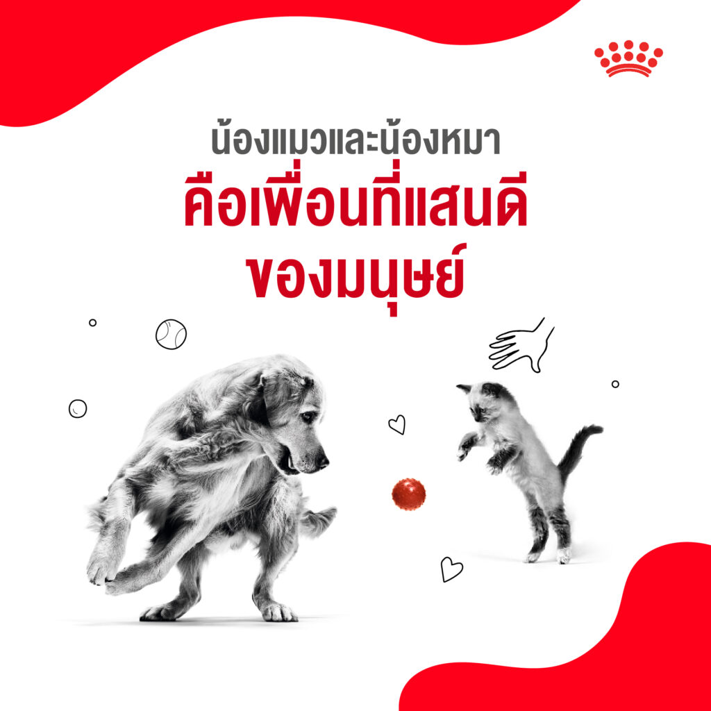 5 เหตุผลที่เราควรดูแลน้องแมวและน้องหมาเหมือนสมาชิกในครอบครัว 3 5 เหตุผลที่เราควรดูแลน้องแมวและน้องหมาเหมือนสมาชิกในครอบครัว 3