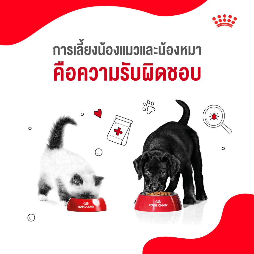 5 เหตุผลที่เราควรดูแลน้องแมวและน้องหมาเหมือนสมาชิกในครอบครัว 4 5 เหตุผลที่เราควรดูแลน้องแมวและน้องหมาเหมือนสมาชิกในครอบครัว 4