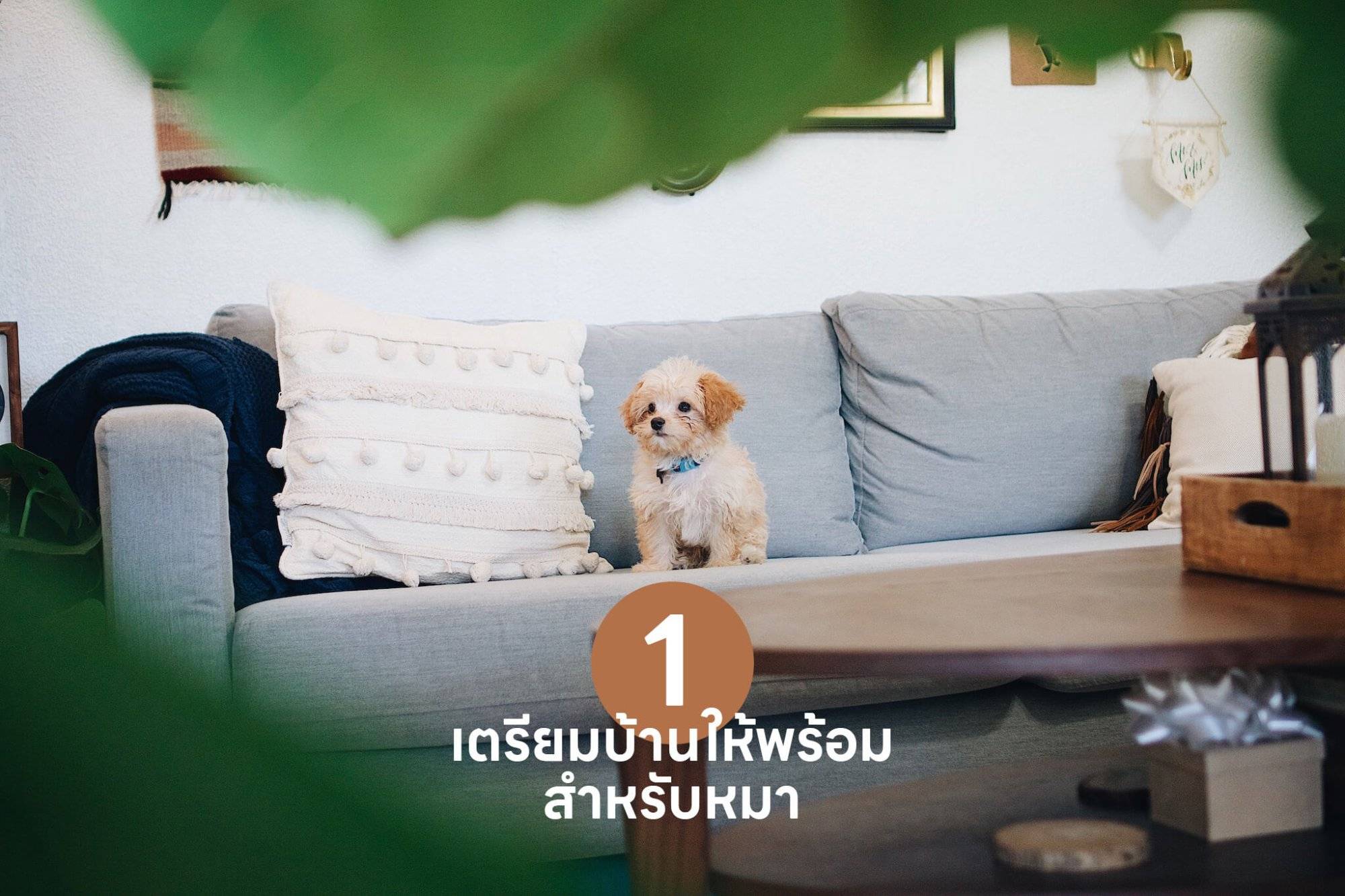 10 เคล็ดลับสำคัญ เปลี่ยนเจ้าของลูกสุนัขมือใหม่ให้กลายเป็นมือโปรในทันที 🐶 รวมวิธีเลี้ยงลูกสุนัข วิธีฝึก ดูแล | Petmap.co 10 เคล็ดลับสำคัญ เปลี่ยนเจ้าของลูกสุนัขมือใหม่ให้กลายเป็นมือโปรในทันที 🐶 รวมวิธีเลี้ยงลูกสุนัข วิธีฝึก ดูแล | Petmap.Co