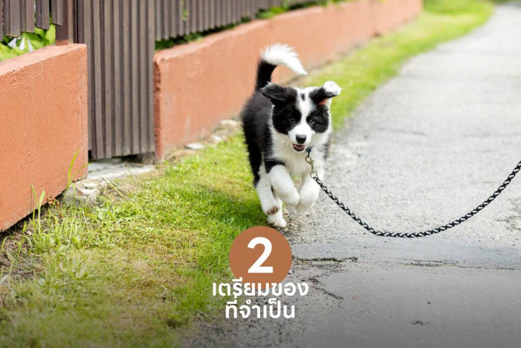 10 เคล็ดลับสำคัญ เปลี่ยนเจ้าของลูกสุนัขมือใหม่ให้กลายเป็นมือโปรในทันที 🐶 รวมวิธีเลี้ยงลูกสุนัข วิธีฝึก ดูแล 1