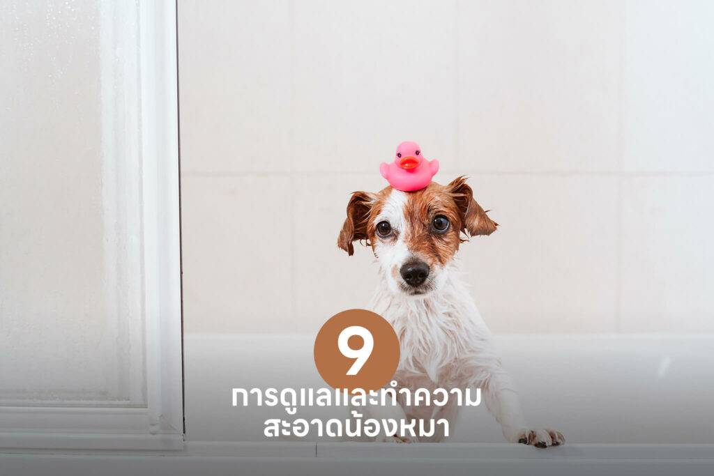 10 เคล็ดลับสำคัญ เปลี่ยนเจ้าของลูกสุนัขมือใหม่ให้กลายเป็นมือโปรในทันที 🐶 รวมวิธีเลี้ยงลูกสุนัข วิธีฝึก ดูแล 56