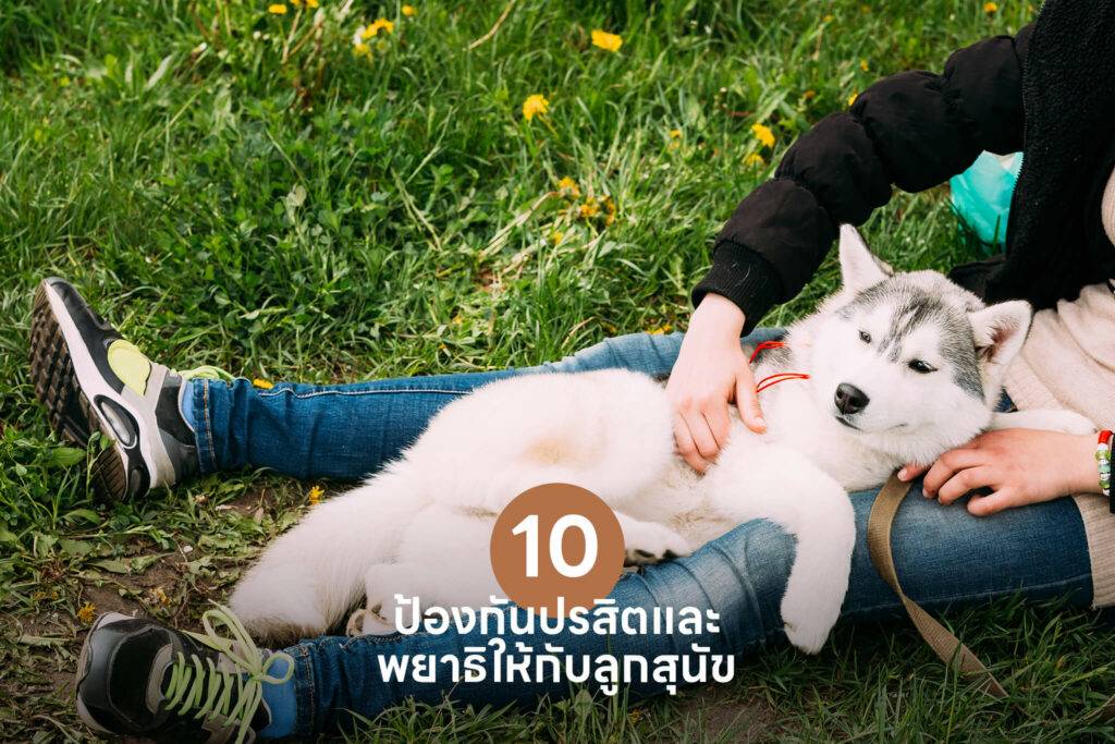 10 เคล็ดลับสำคัญ เปลี่ยนเจ้าของลูกสุนัขมือใหม่ให้กลายเป็นมือโปรในทันที 🐶 รวมวิธีเลี้ยงลูกสุนัข วิธีฝึก ดูแล 9