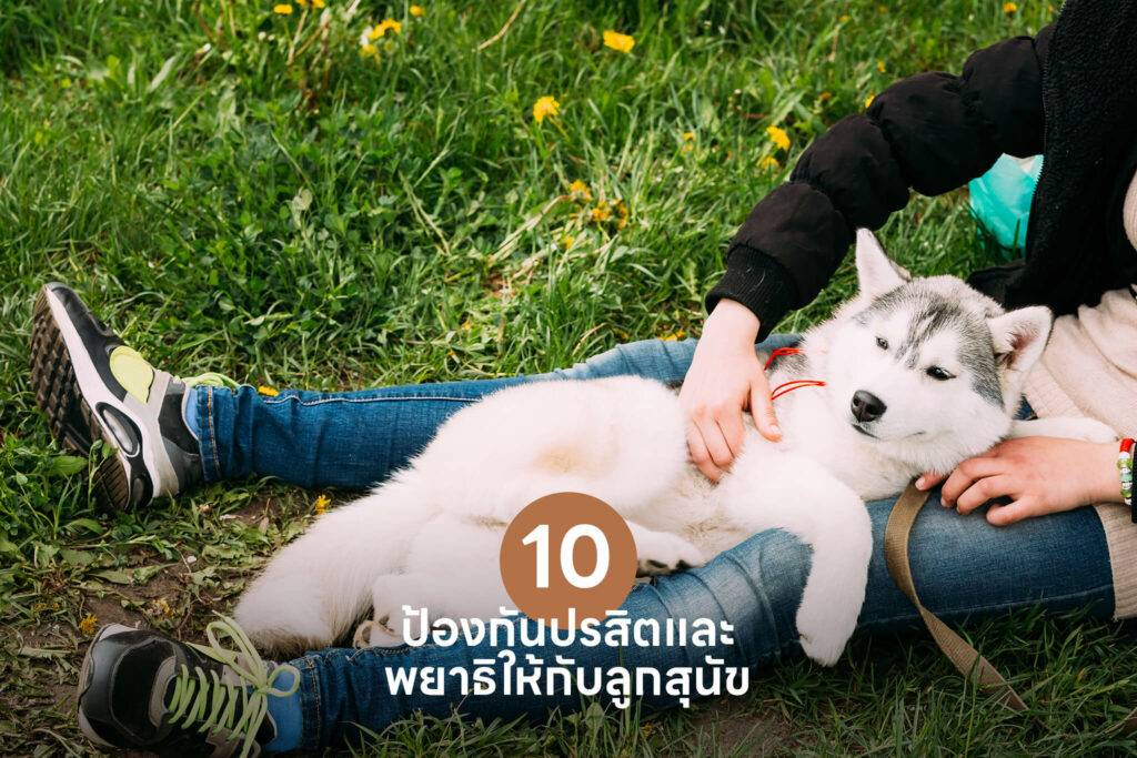 10 เคล็ดลับสำคัญ เปลี่ยนเจ้าของลูกสุนัขมือใหม่ให้กลายเป็นมือโปรในทันที 🐶 รวมวิธีเลี้ยงลูกสุนัข วิธีฝึก ดูแล 57