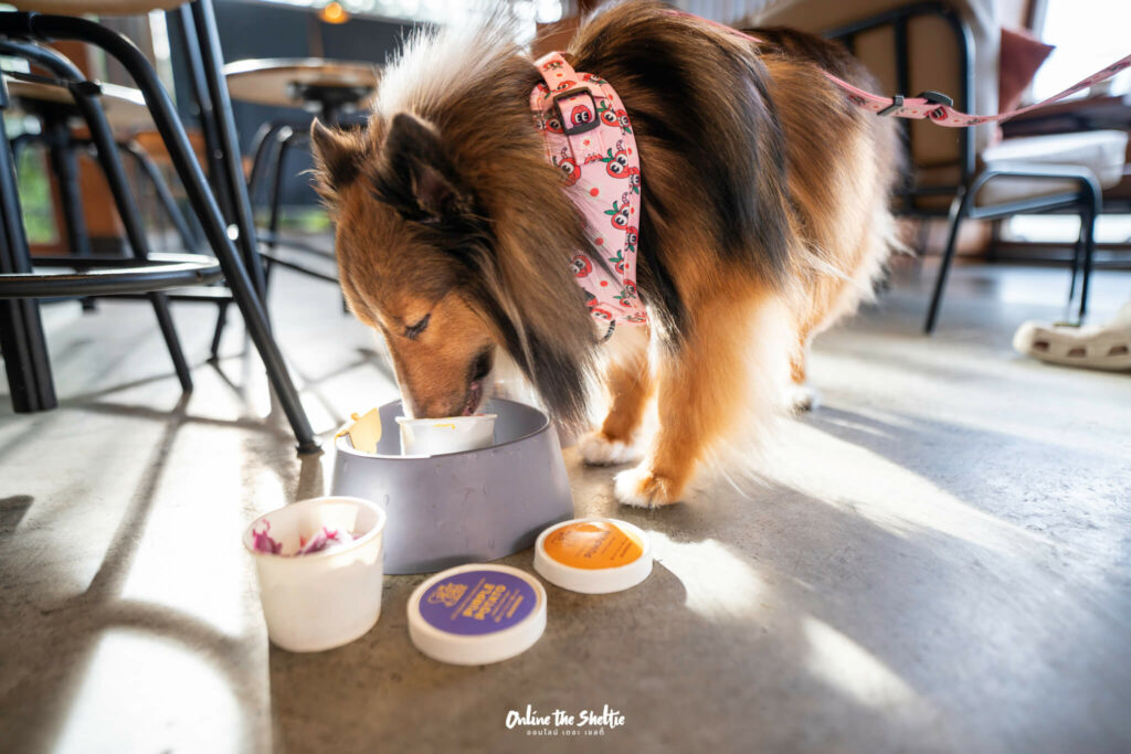 Hotto bun ลาดกระบัง ホットバン ฟีลเจแปน ก็แค่ ลาดกระบัง Pet Friendly ปิด 3 ทุ่ม 26 Hotto bun ลาดกระบัง ホットバン ฟีลเจแปน ก็แค่ ลาดกระบัง Pet Friendly ปิด 3 ทุ่ม 20
